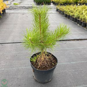 Borovica lesná Pinus Sylvestris (-30°C) - výška 40-60 cm, kont. C5L